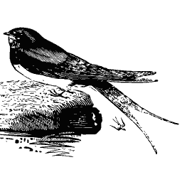 Swallow