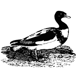 Shelduck