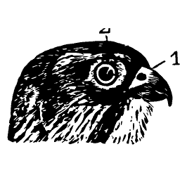 Falcon head