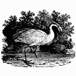 Bittern