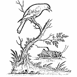Bird above a grasshopper