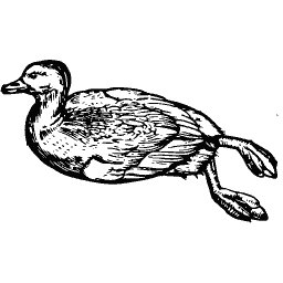 Duck 01