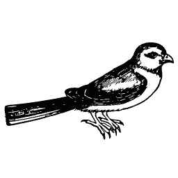 Swallow