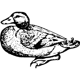 Duck 02