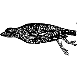 Swimming diver bird