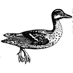 Duck 03