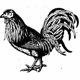 Cockerel 01