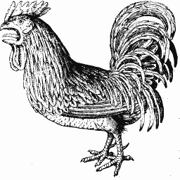 Cockerel 02