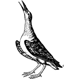 Standing auk