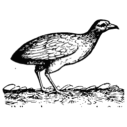 Standing bird 11