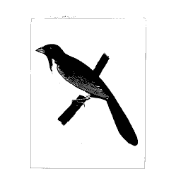Long-tailed perched bird