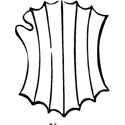 Shield with fluted scalloped edges