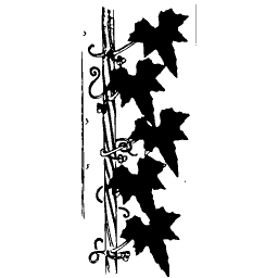 Ivy border strip 02 - Étude de la Plante - 1903