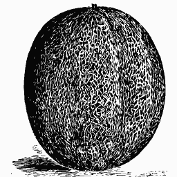 Netted muskmelon