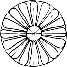 Segmented fruit seen from above