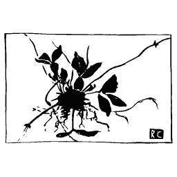 Rooted plant in wide frame