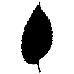 Toothed oval leaf