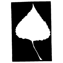 Heart-shaped leaf on black panel