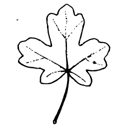 Five-lobed leaf outline