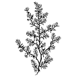 Juniper branch 01