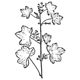 Mallow 01