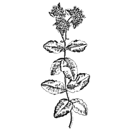 Marjoram 01