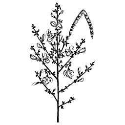 Broom 01
