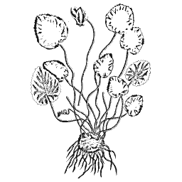 Asarabacca 01