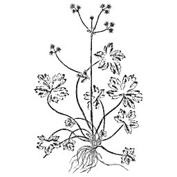 Lobed-leaved herb with root 01