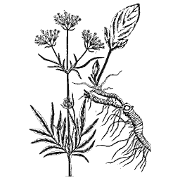 Valerian with root 01