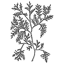 Yew branch 01
