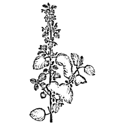 Black horehound 01