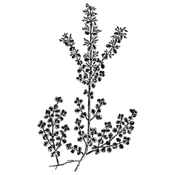 Small-leaved shrub spray 01