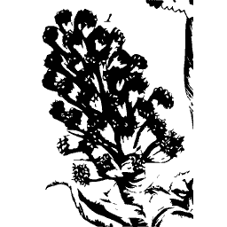 Dense blossom cluster - A Curious Herbal - 1737