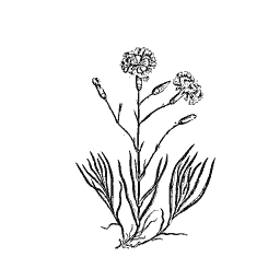Carnation 01