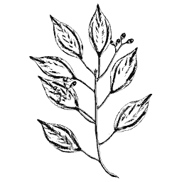 Camphor tree branch
