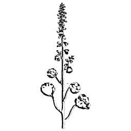 Upright spike with round leaves 01