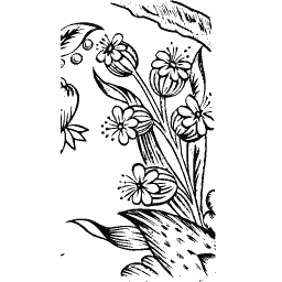 Flowering stem fragment