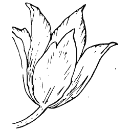 Closed tulip