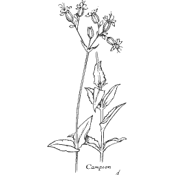 Campion stem