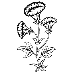 Carnation stem