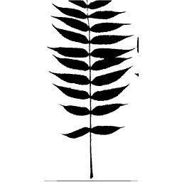 Pinnate leaf silhouette