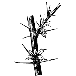 Thorned stem