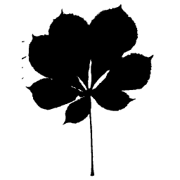 Palmate leaf silhouette