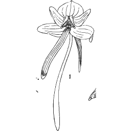 Long-spurred flower