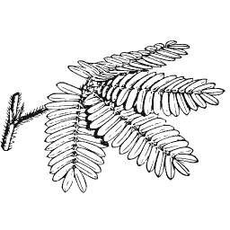 Bipinnate leaf spray
