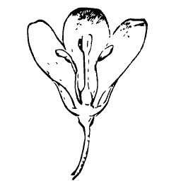 Four-petal flower