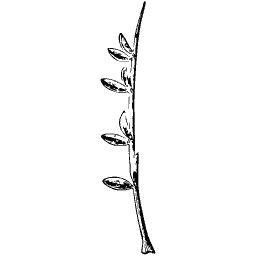 Budding stem