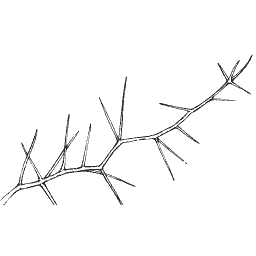 Thorned branch 01