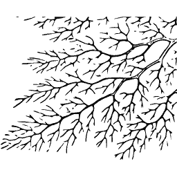 Branching alga 02